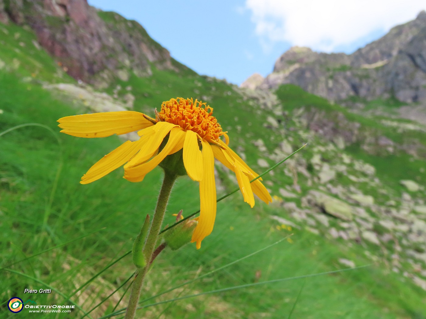 32 Arnica montana .JPG